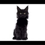 Maine Coon Cat Black