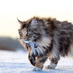 Maine Coon Cat Breeders