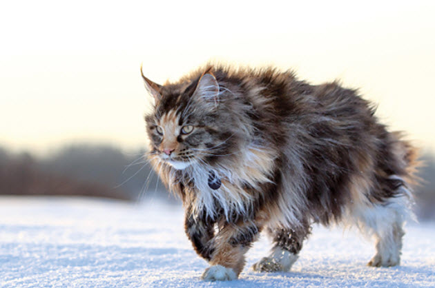 Maine Coon Cat Breeders: Find the Best in Austin, Texas