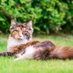 Maine Coon Cat Calico