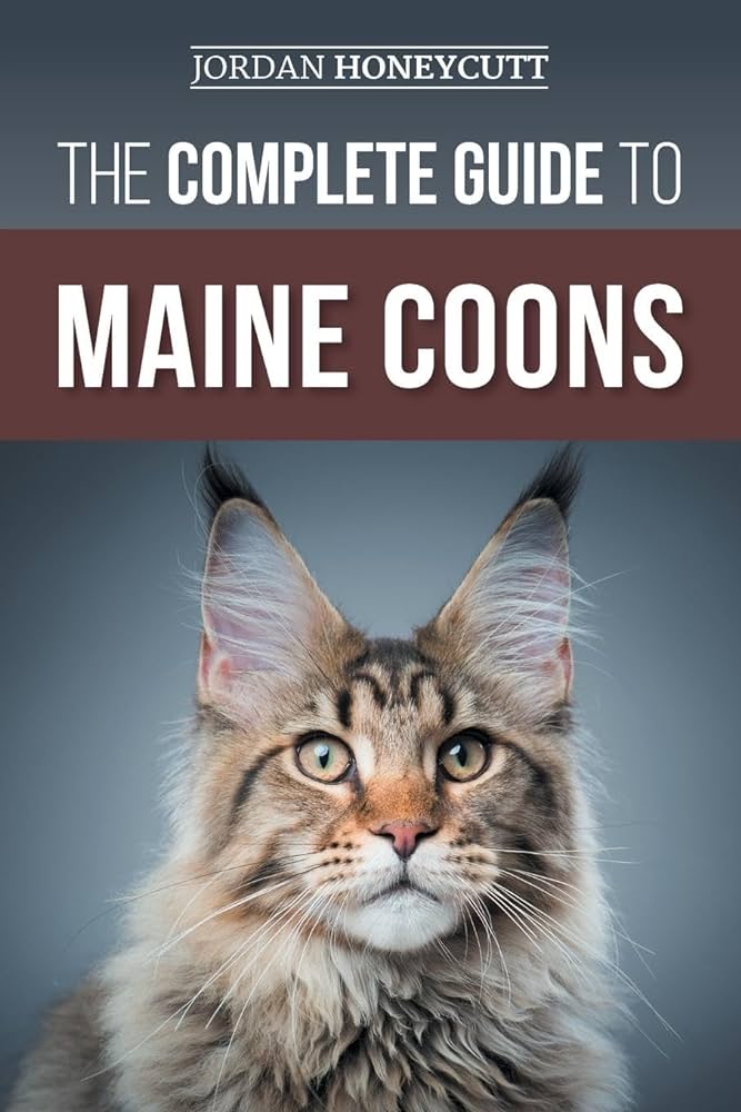 Maine Coon Cat Characteristics
