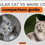 Maine Coon Cat Compared to Regular Cat