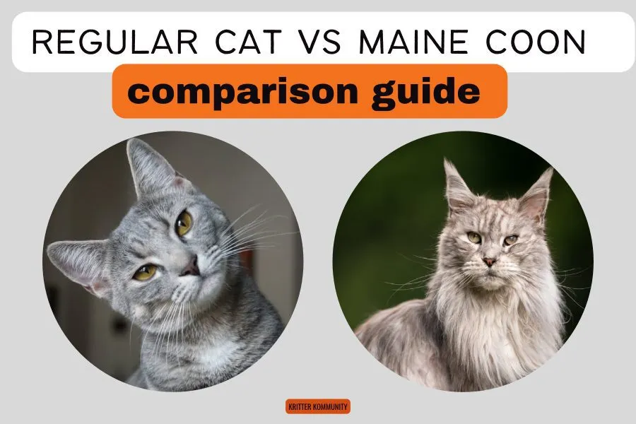 Maine Coon vs Normal Cat: Discover the Surprising Differences!