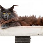 Maine Coon Cat Condo