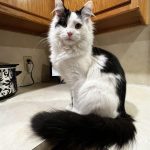 Maine Coon Cat Craigslist