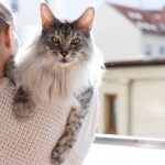 Maine Coon Cat Gray