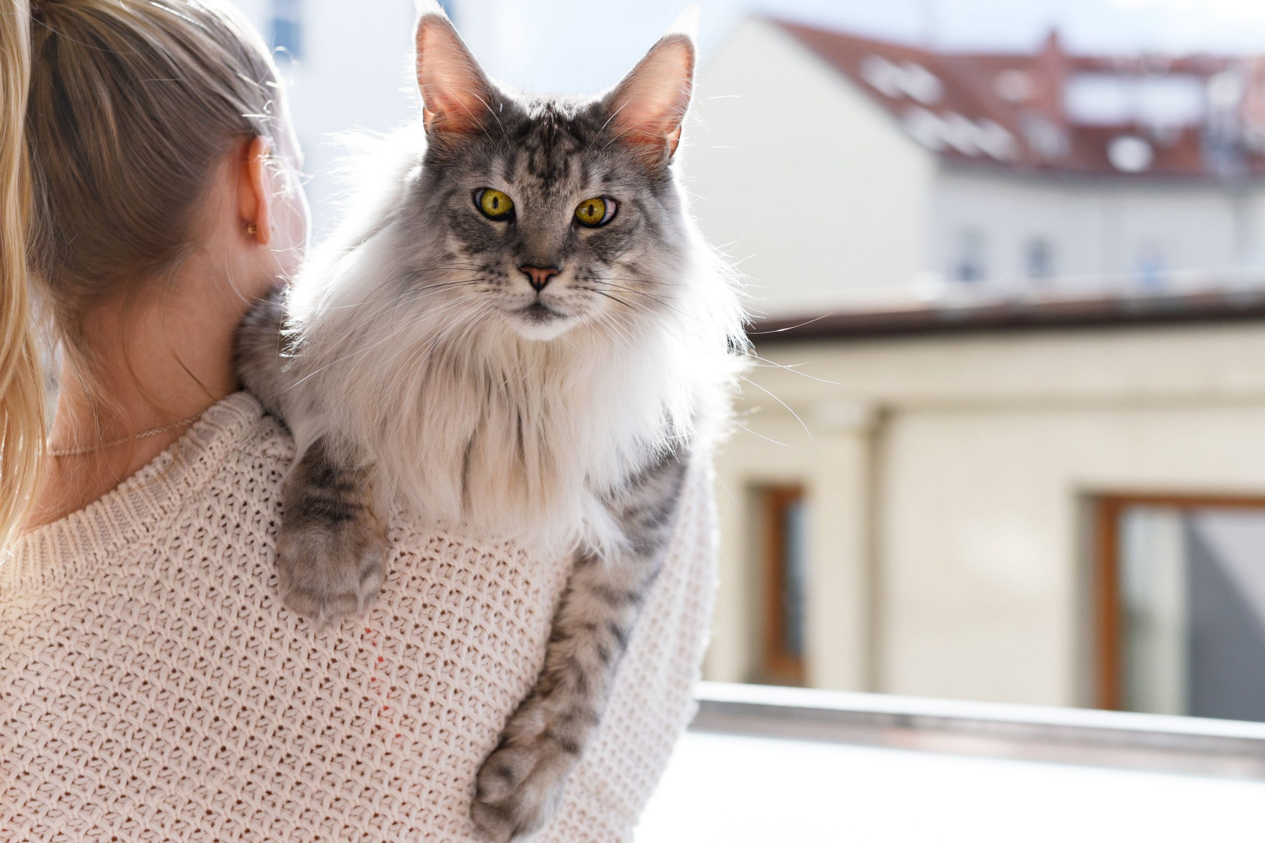 Maine Coon Cat Gray : Discover the Rare Beauty