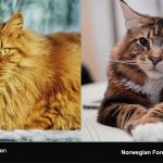 Maine Coon Cat Lifespan