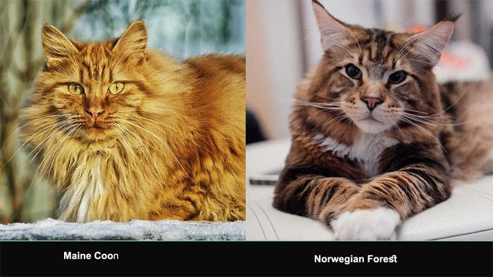 Maine Coon Cat Lifespan: Discover the Secrets to their Longevity