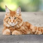 Maine Coon Cat near Me