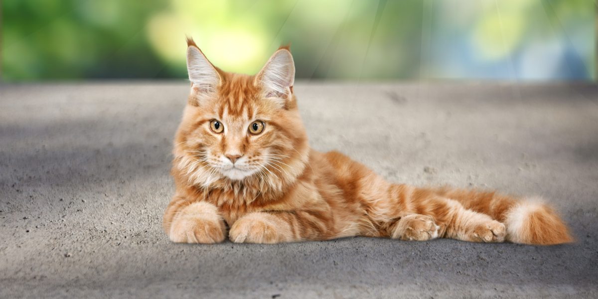 Maine Coon Cat near Me  : Find Your Perfect Feline Friend