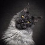 Maine Coon Cat Pictures