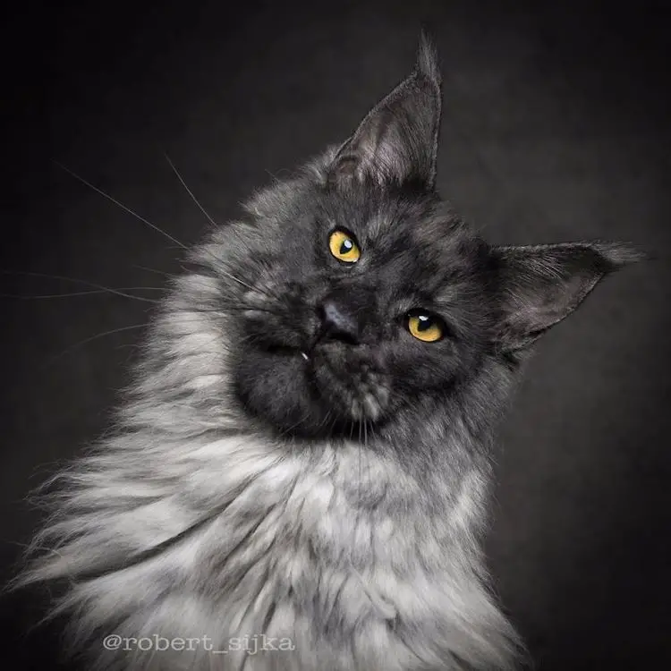 Maine Coon Cat Pictures: Stunning Images of Majestic Giants