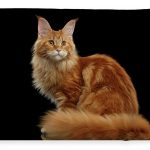 Maine Coon Cat Size