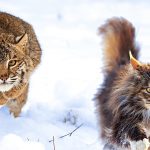 Maine Coon Cat Vs Bobcat