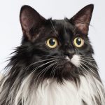 Maine Coon Cat Vs Domestic Long Hair