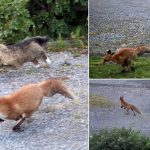 Maine Coon Cat Vs Fox