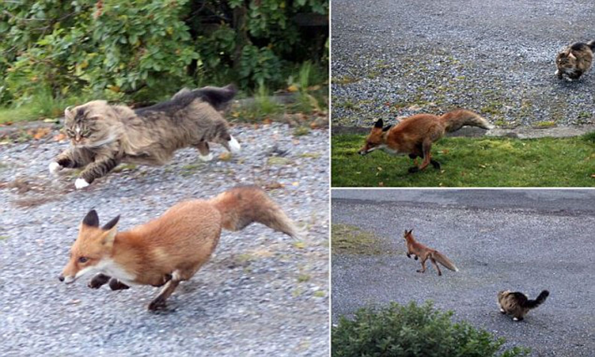 Maine Coon Cat Vs Fox: Clash of the Predators
