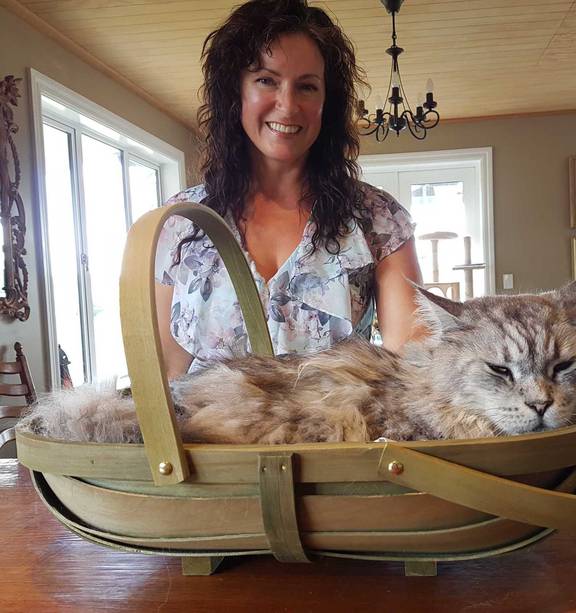 Maine Coon Cat Vs Human: The Ultimate Battle of Wits