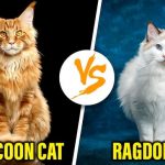 Maine Coon Cat Vs Ragdoll