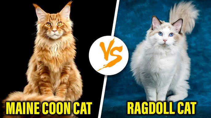 Maine Coon Cat Vs Ragdoll