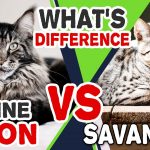 Maine Coon Cat Vs Savannah Cat