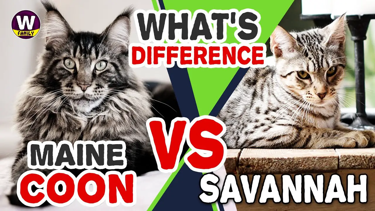 Maine Coon Cat Vs Savannah Cat