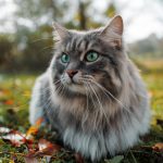 Maine Coon Cat Weight