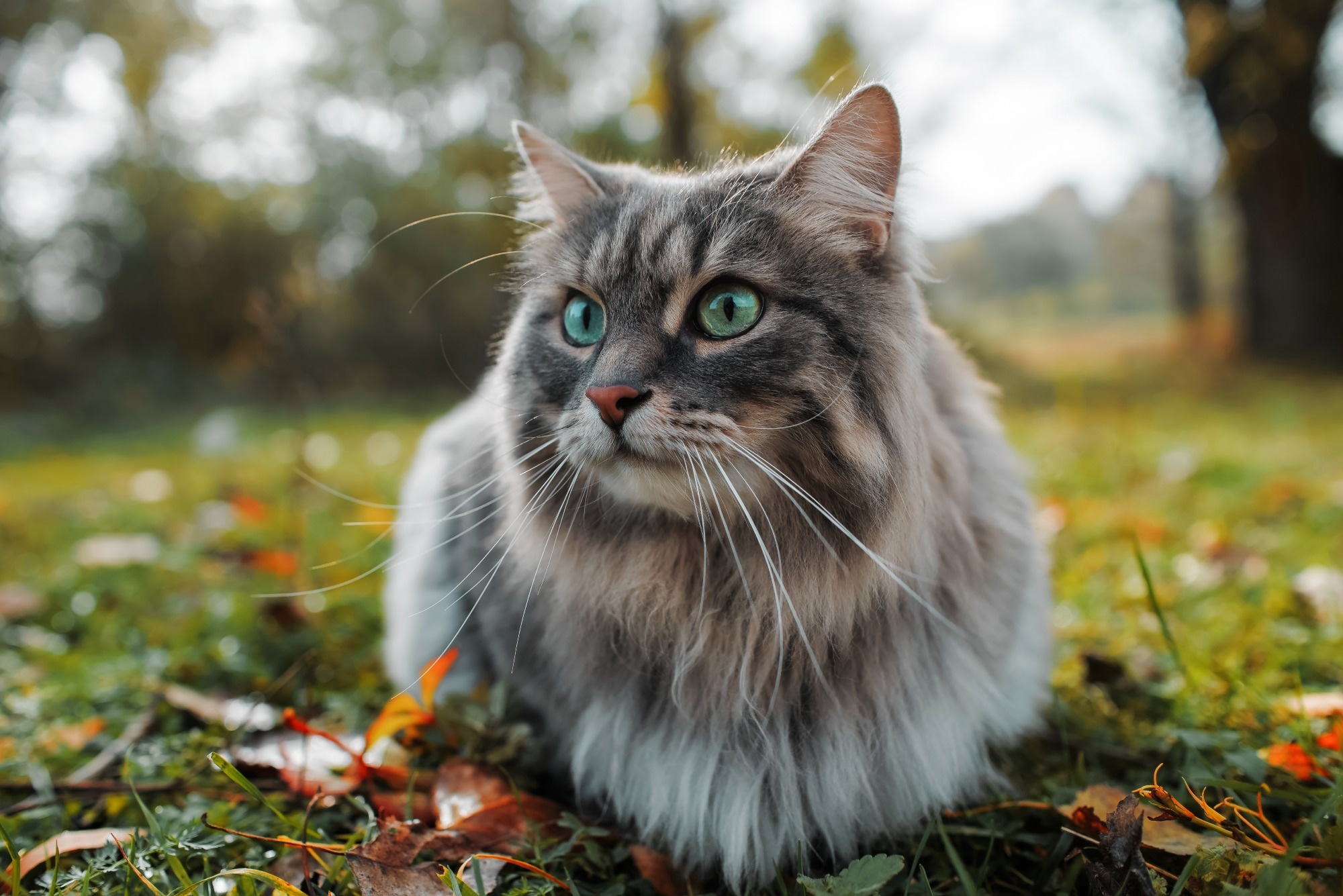 Maine Coon Cat Weight