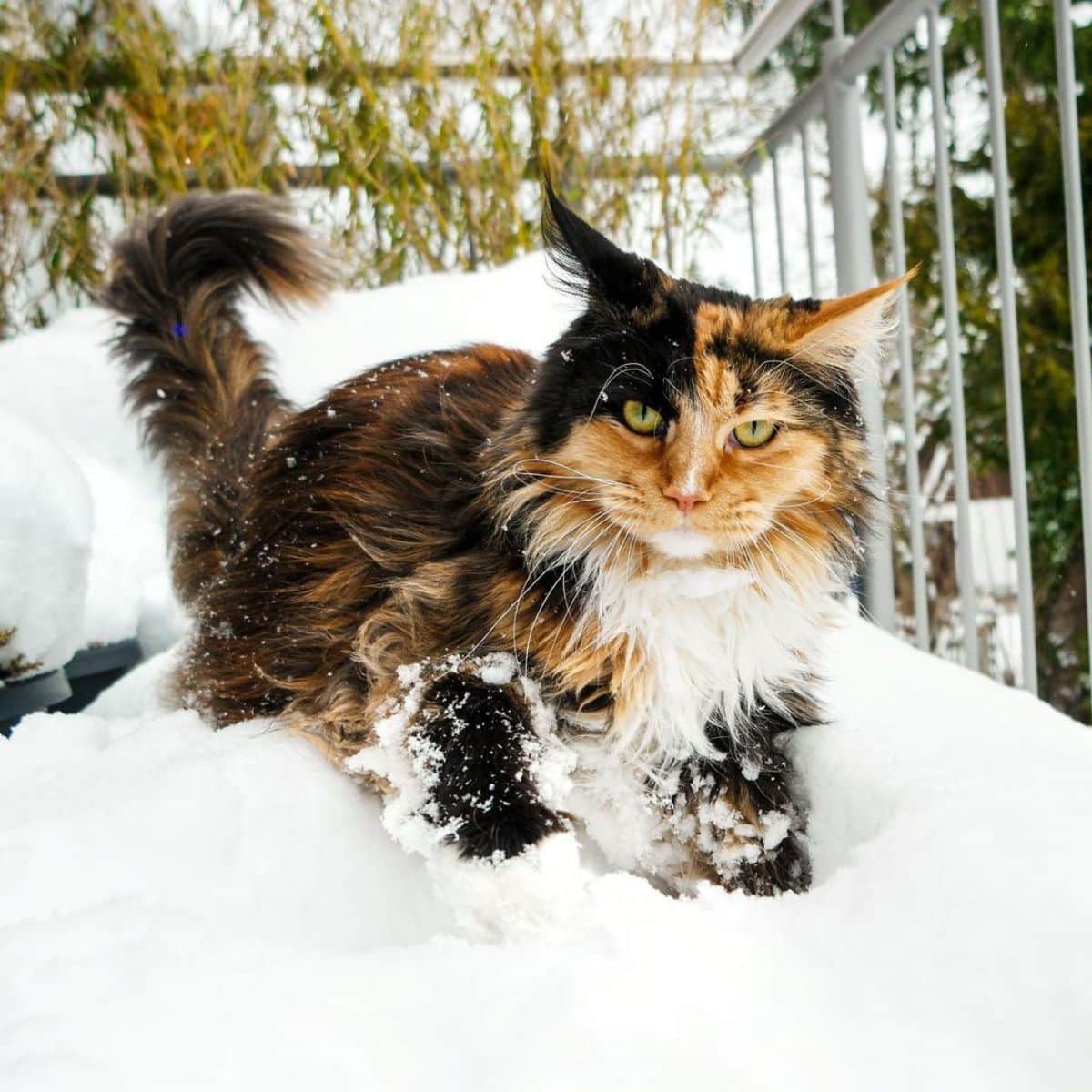 Maine Coon Cat White