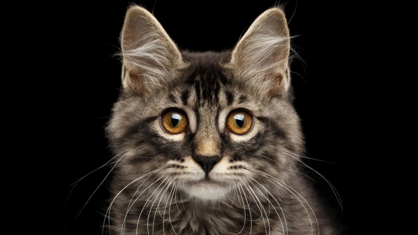 Maine Coon Cat With Human Face: Unbelievable Phenomenon
