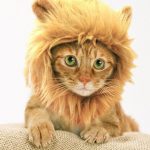 Maine Coon Cat With Lion Cut