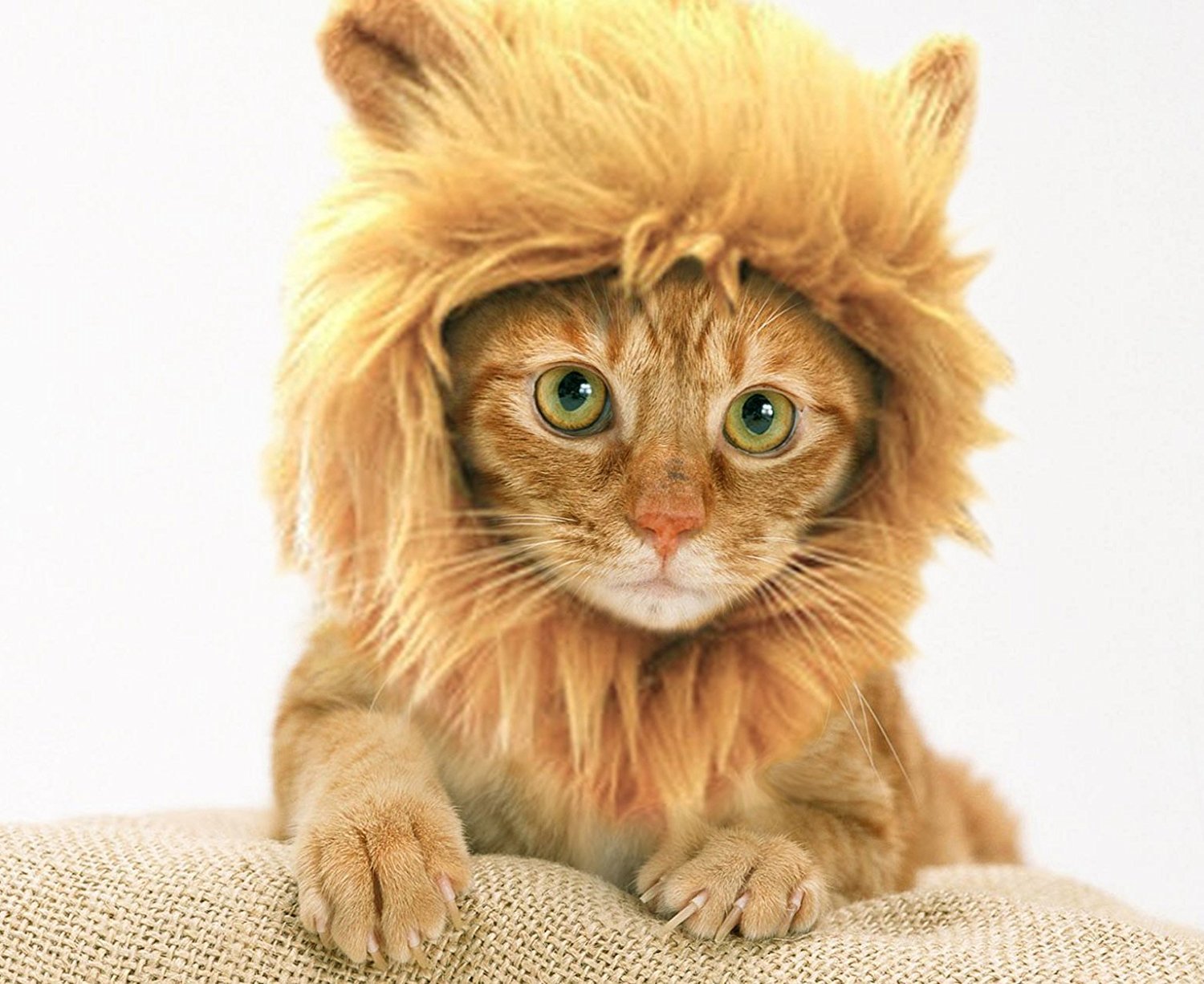 Maine Coon Cat With Lion Cut