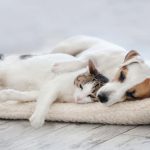 Maine Coon Cat With Other Cats