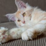 Maine Coon Cat With Thumbs