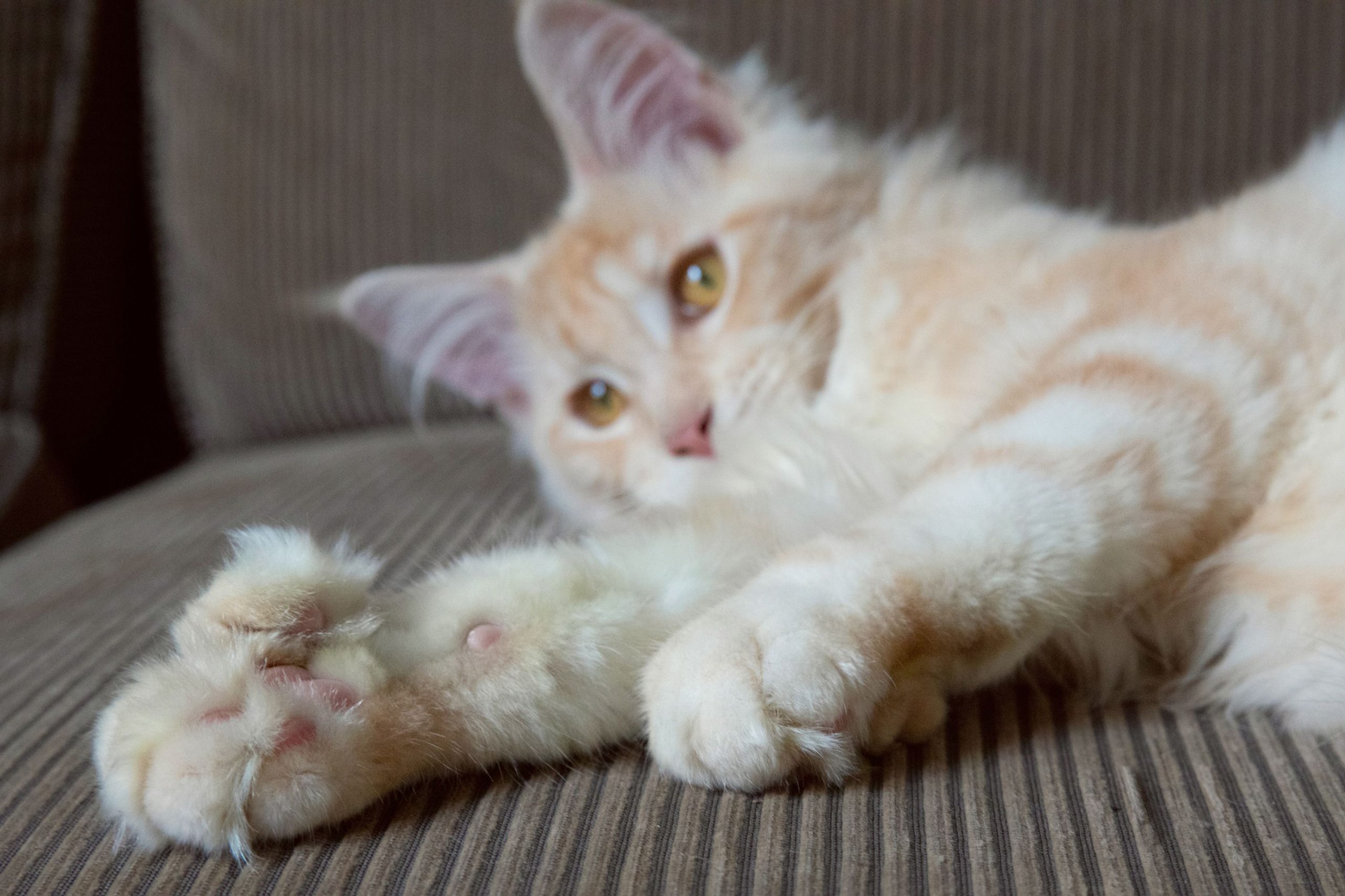 Maine Coon Cat With Thumbs
