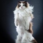 Maine Coon Cat With White Paws