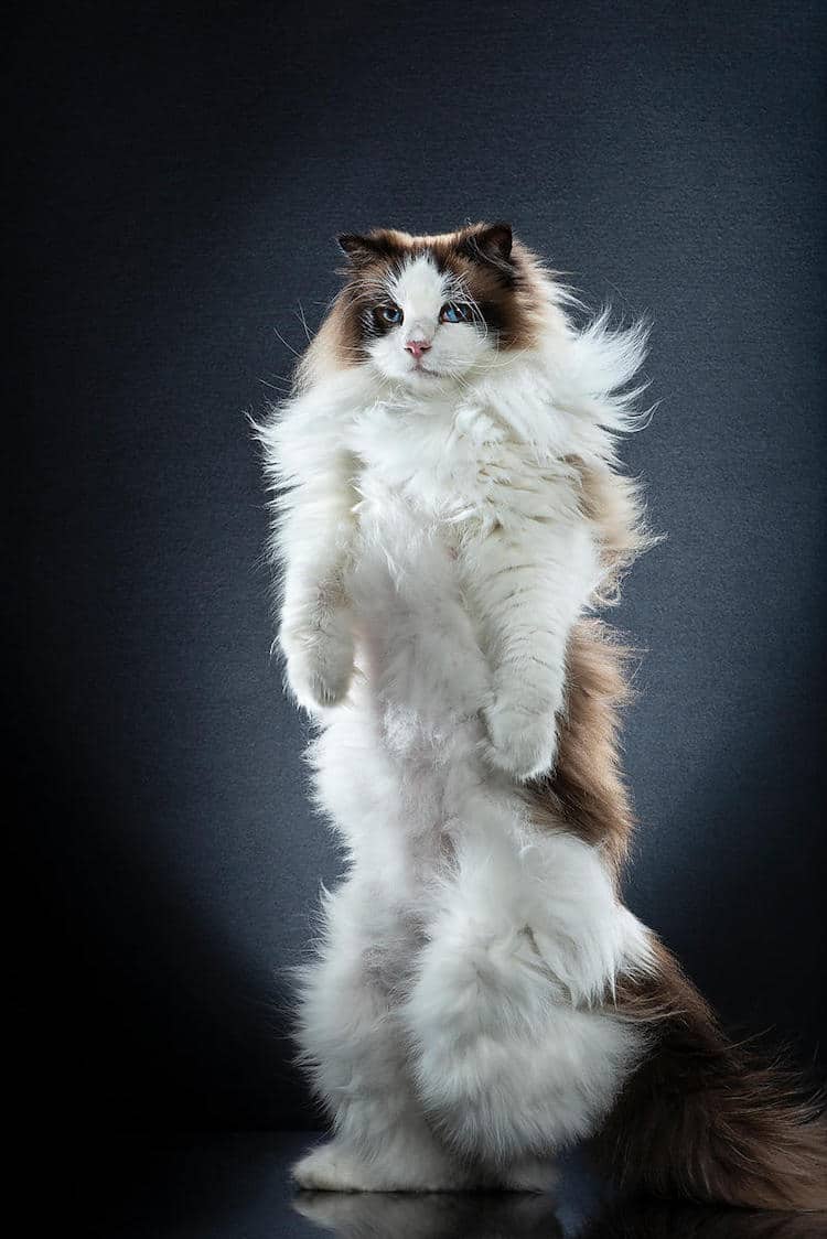 Maine Coon Cat With White Paws