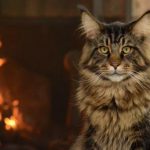 Maine Coon Cats near Me Rescue