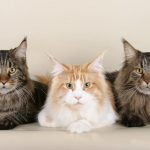 Maine Coon Kittens Without Papers