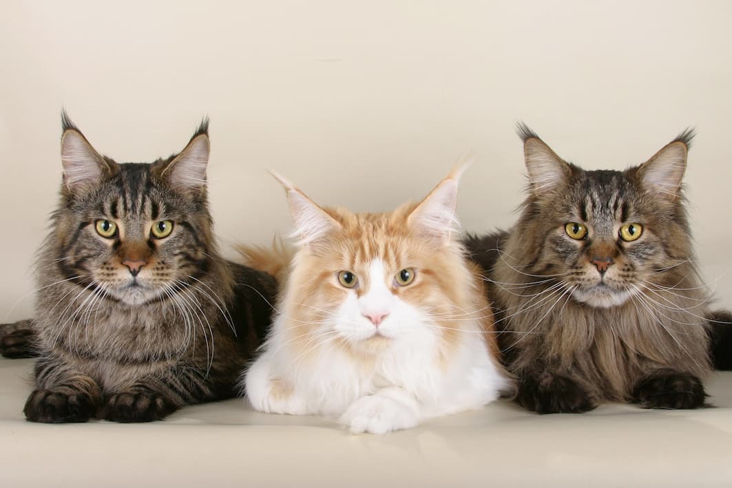 Maine Coon Kittens Without Papers