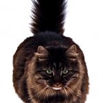 What are Maine Coon Cats Breed for