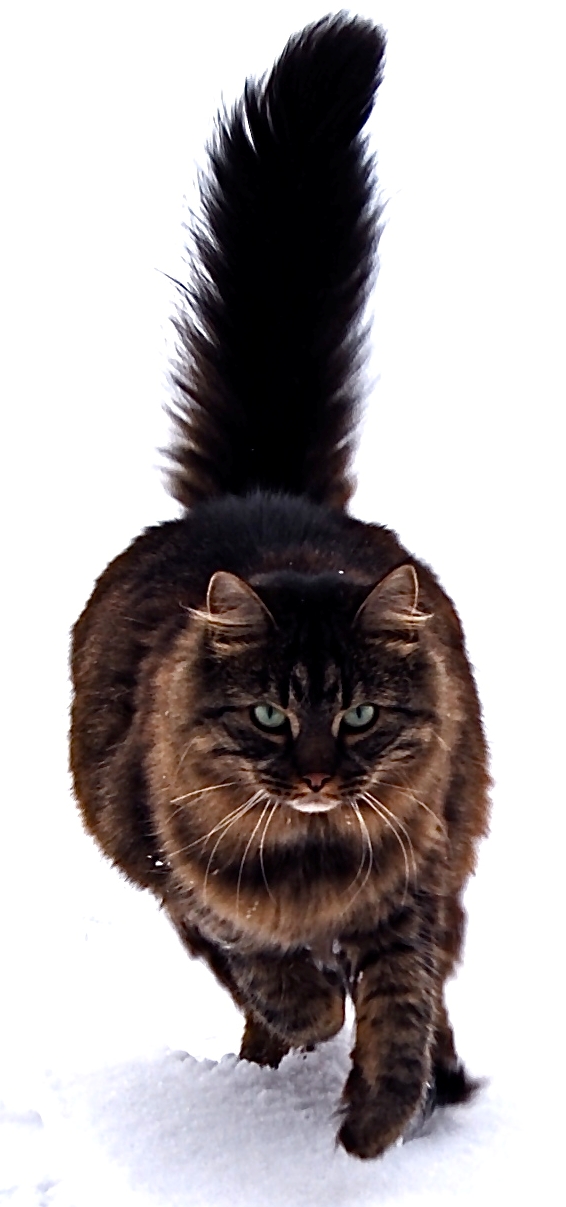 What are Maine Coon Cats Breed for