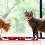 What are the Largest Domestic Cat Breeds