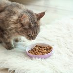 What Do Maine Coon Cats Eat