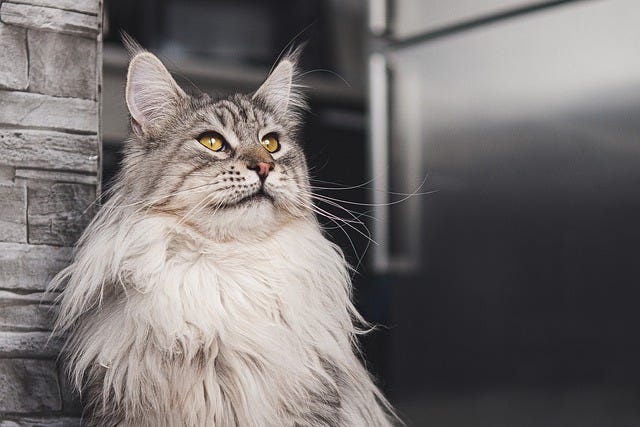 What Do Maine Coon Cats Look Like