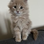 What Do Maine Coon Kittens Look Like