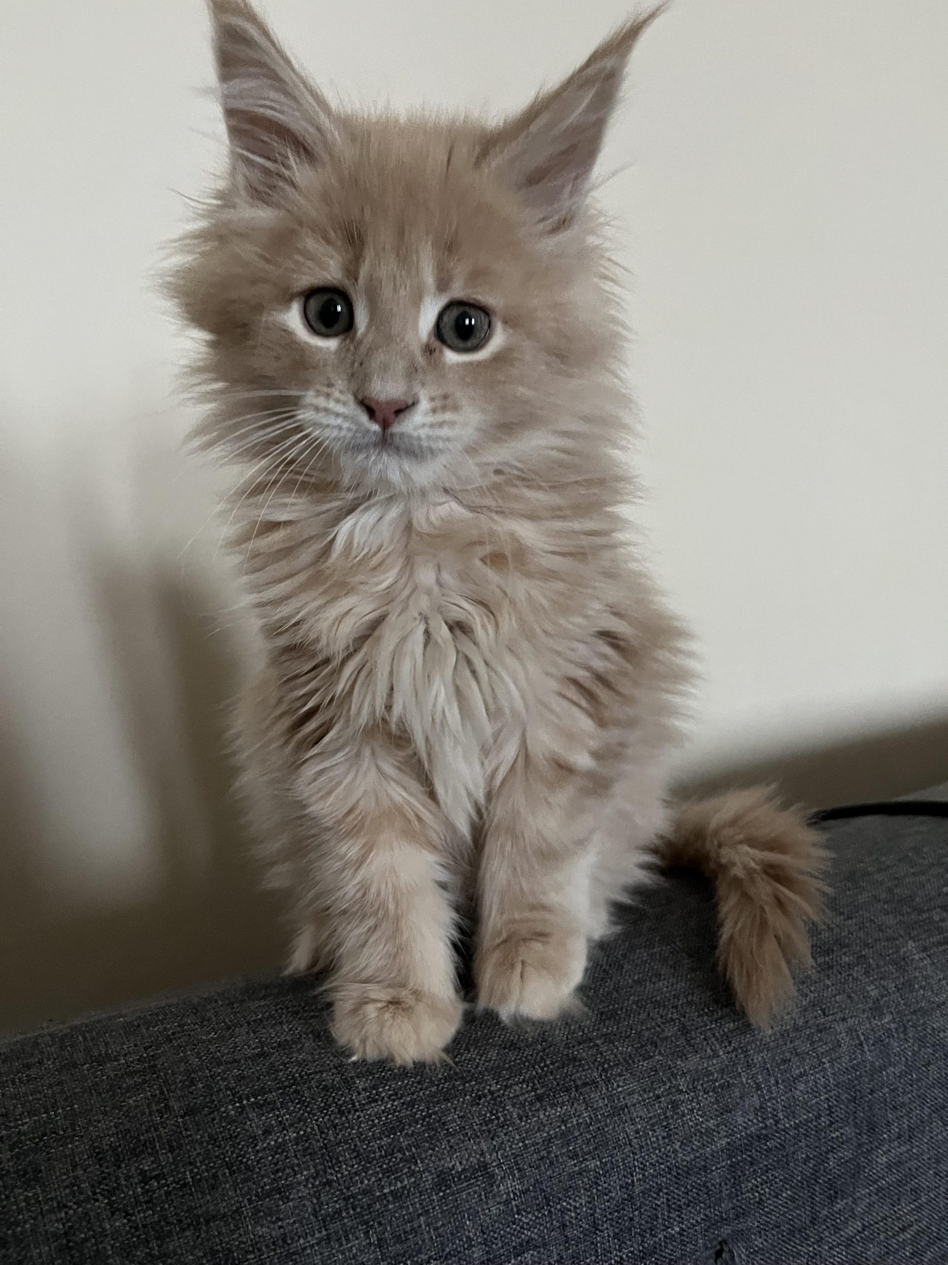 What Do Maine Coon Kittens Look Like