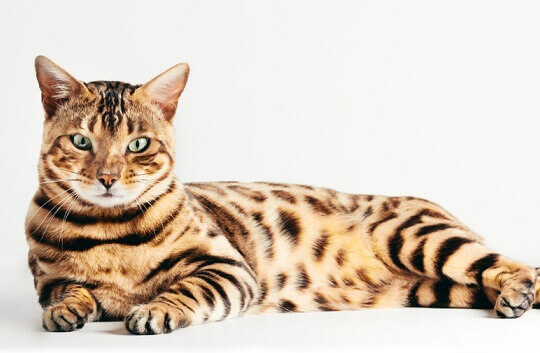 What Human Food Can Bengal Cats Eat? Your Guide to Safe Options