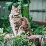 What is a Maine Coon Cat